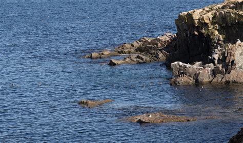 Puffins of Newfoundland (August, 2018)