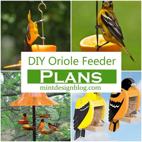 11 DIY Oriole Feeder Plans To Invite Birds In Your Garden - Mint Design ...