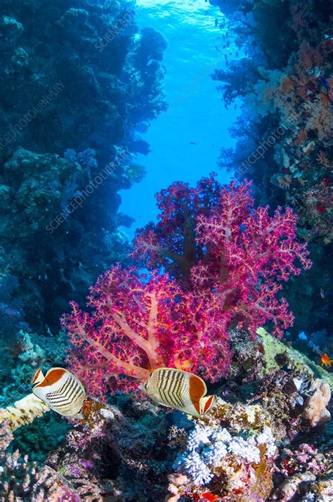 Pearlscale butterflyfish on a reef - Stock Image - C026/7063 - Science ...