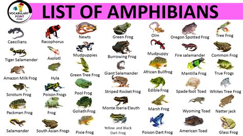 Slideshow On Various Classes Of Amphibians