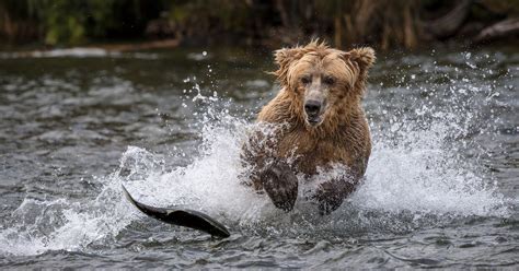 See breathtaking photos from Nat Geo's Nature Photographer of the Year ...