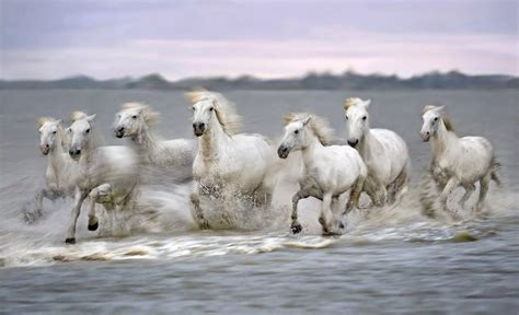 White Horses Meaning Sea at Joseph Heil blog