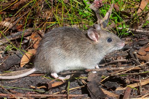 Bush rat kingdom thrives at Sydney's North Head - Australian Geographic