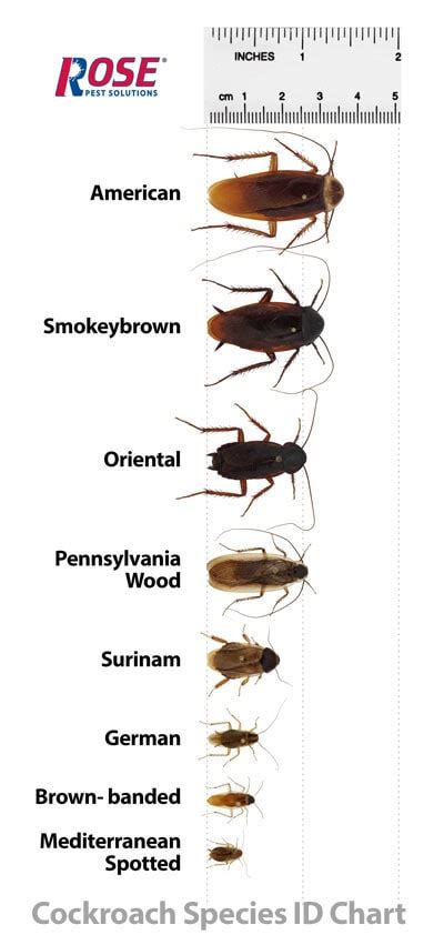 Types Of Cockroaches In Michigan, Ohio and Indiana