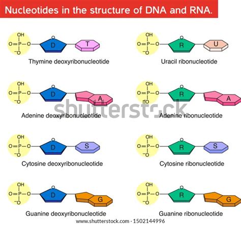 Nucleotides Structure Dna Rna Stock Vector (Royalty Free) 1502144996 ...