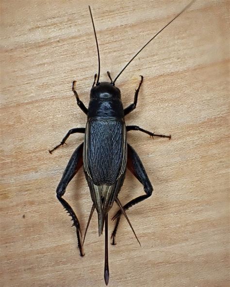 Gryllus pennsylvanicus (Fall Field Cricket) – 10,000 Things of the ...