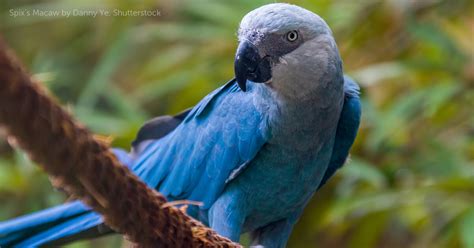 Spix's Macaw - American Bird Conservancy