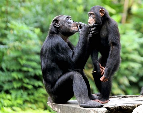 Proof that chimpanzee mothers teach their children how to use tools ...