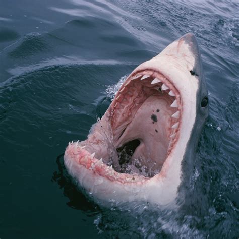 Largest Great White Shark Attack