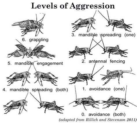 Anatomy of a cricket fight Cricket Farming, Steam Science, Science ...