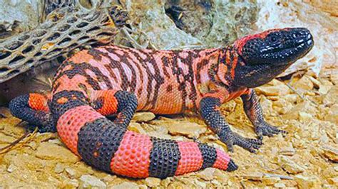 Gila Monster (Venomous Lizard of The United States) - YouTube