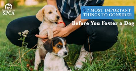 7 Things to Consider Before You Foster A Dog – Central California SPCA ...