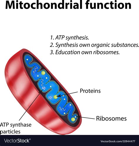 Mitochondria structure mitochondrial function Vector Image