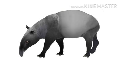 Tapir evolution - YouTube