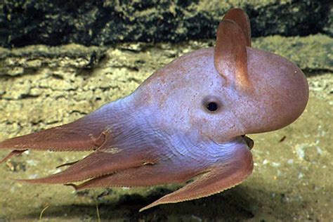 Top-7 Interesting Dumbo Octopus Facts - STARNEWS