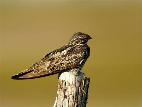 Birds: Common Nighthawk