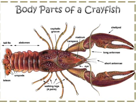 Crayfish Anatomy