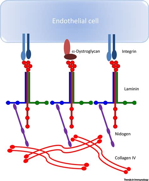 Regulation of the Immune System by Laminins: Trends in Immunology