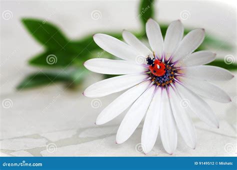 Ladybug on daisy flower stock photo. Image of black, fresh - 9149512