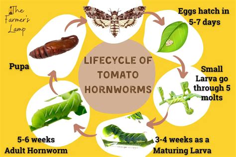 Tomato Hornworms: Easily Find, Kill, And Prevent Them Naturally • The ...