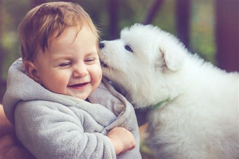 How Do You Introduce A Puppy To A Baby