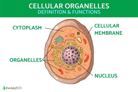 Cell Organelles Definition and Functions - With Examples in Biology