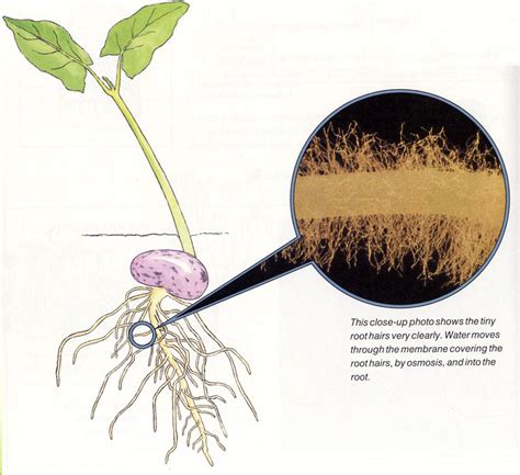 What is Osmosis? - Ency123