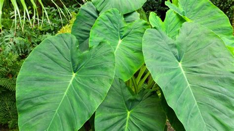 10 Houseplants with Extraordinarily Large Leaves - Huge!