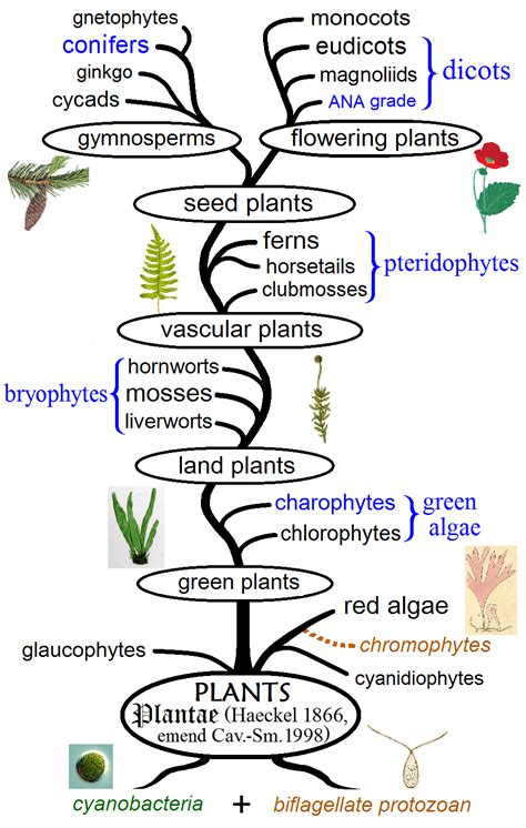 The different types of plants in the world