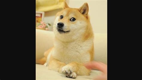 The Shiba Inu dog from the doge meme turns 16, celebration post goes ...