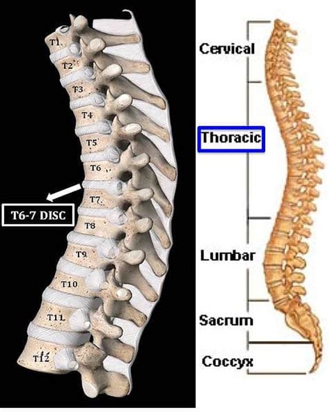 Understanding Spine Anatomy - Rojeh Melikian, M.D.