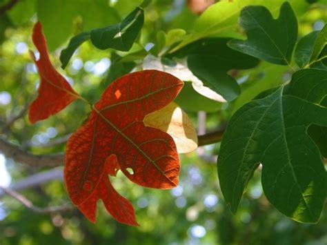 Sassafras Tea - 7 Best Health Benefits & Side Effects | Organic Facts