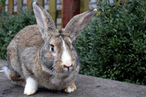 Flemish Giant Rabbit Care Guide | MyPetCareJoy