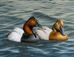 canvasback duck drawings | oil painting of three canvasbacks flying ...