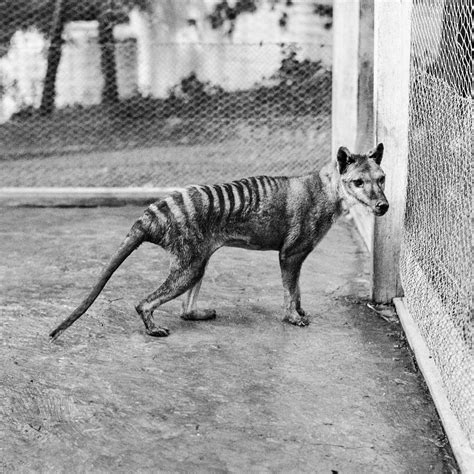 Australian Tasmanian Tiger