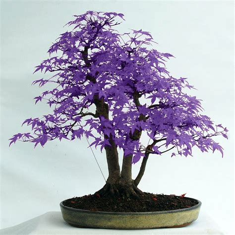 Buy 20 Purple Japanese Maple Tree Seeds for Garden Planting Safe Bonsai ...