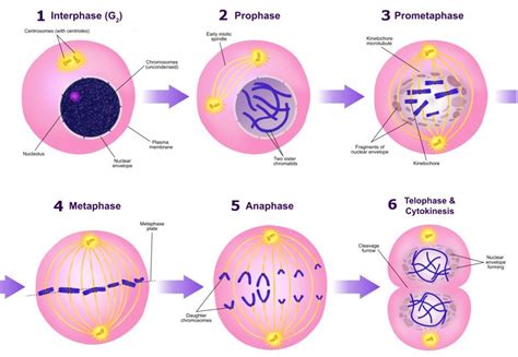 Mitosis Steps - neonfasr