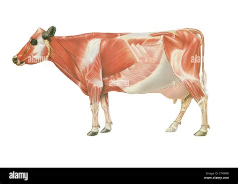 Cow Udder Anatomy - Anatomical Charts & Posters