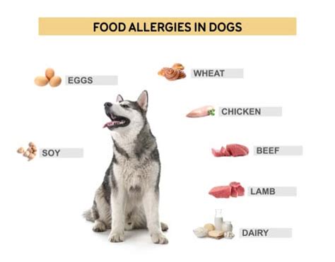 How to Feed Dogs with Food Allergies and Hypersensitivity