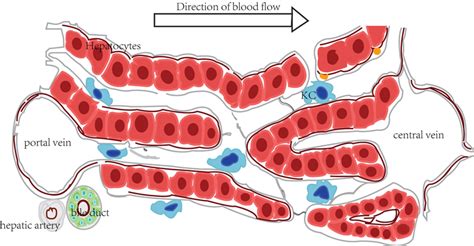 The Biological Function of Kupffer Cells in Liver Disease | IntechOpen