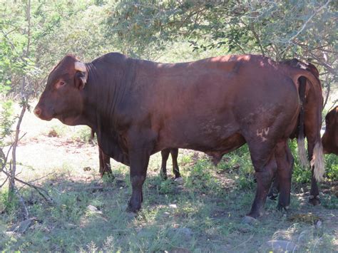 10 Things You Should Know About Breeding & Farming Bonsmara Cattle In ...