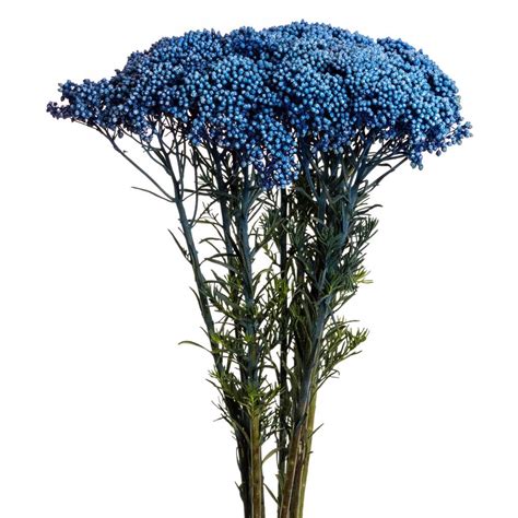 Blue Tint - Rice Flower - Esmeralda Farms Wholesale Flowers