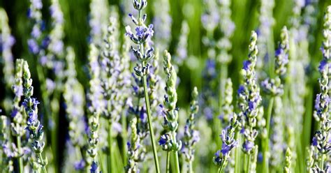 Lavender for drought tolerant gardens