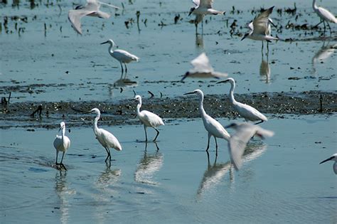 The Philippines "Pearl of the Orient Seas": Candaba Swamp and Wild Duck ...