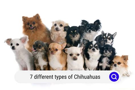 Chihuahua Breeds Types