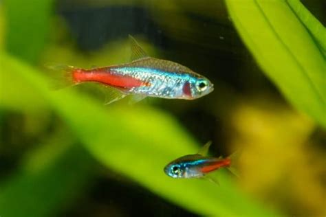 21 Best Guppy Tank Mates That Are Easy to Keep! - Fish Tank Master