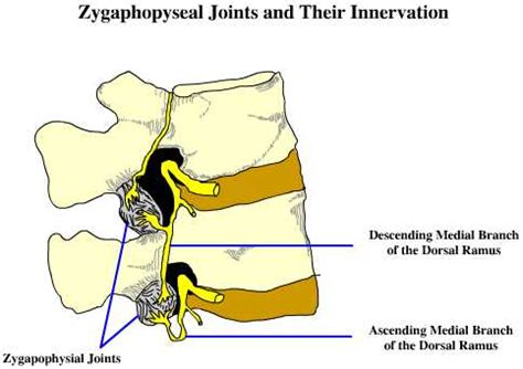 Zygapophyseal Joint