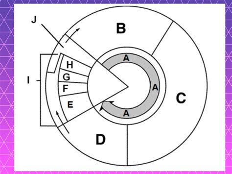 Cell cycle diagram Free Activities online for kids in 9th grade by ...