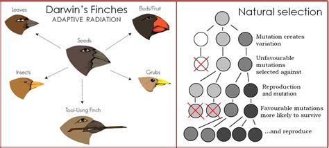 Describe Darwin's Observations About the Finches on the Galapagos ...