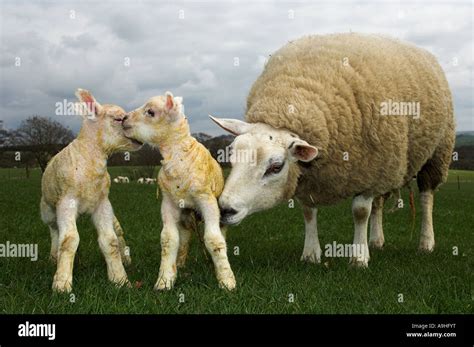 Beltex sheep lamb hi-res stock photography and images - Alamy